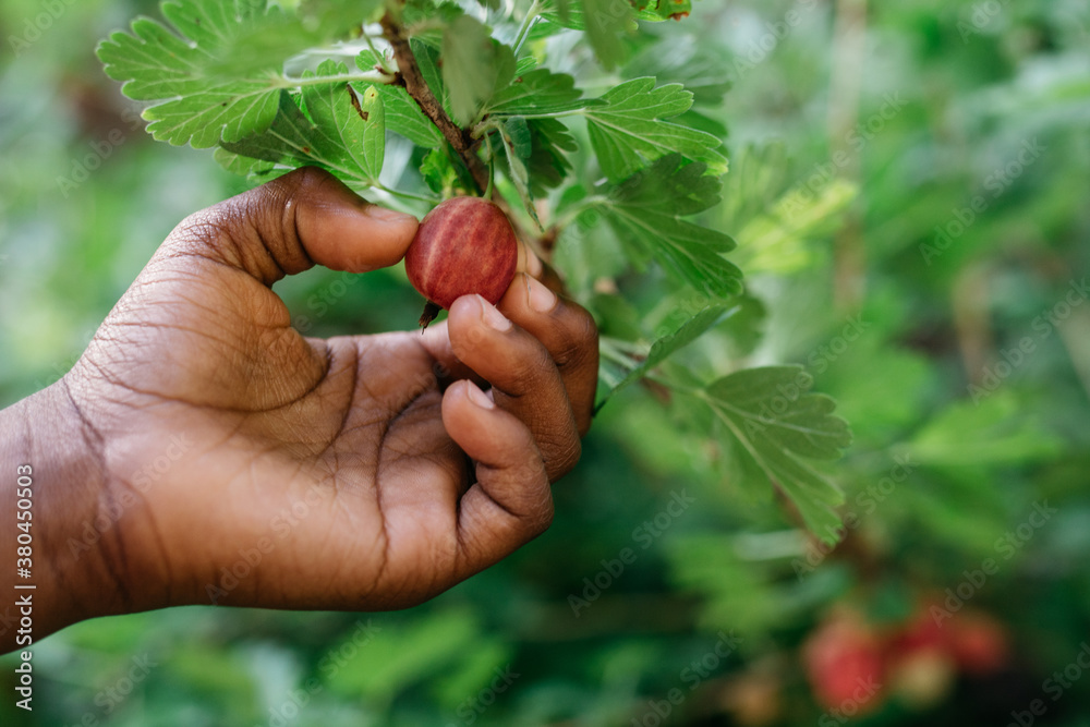 African American child's hand picking gooseberries African American child's hand picking gooseberries