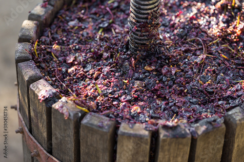 Winepress with red must and helical screw. Production of traditional Italian wines, crushing of grapes.
