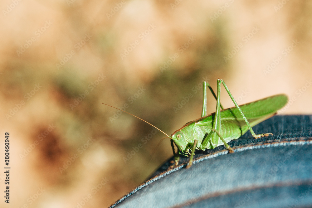Grasshopper Grasshopper