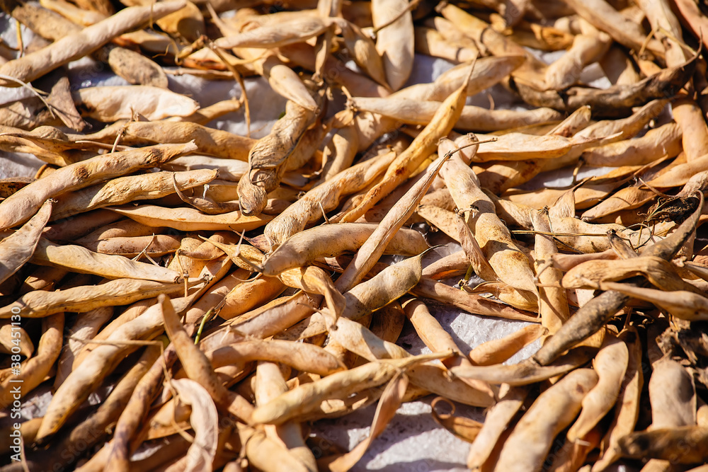 A bunch of dry, unpeeled bean pods.