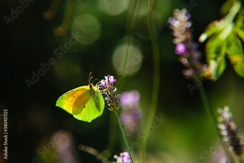 Green butterfly on a lavender photo