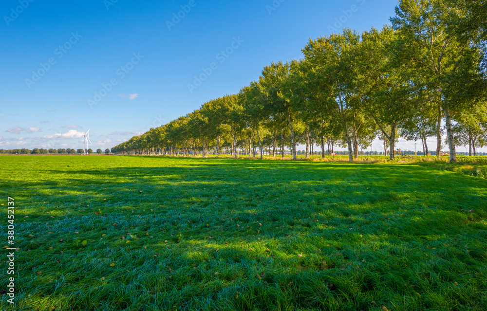 Obraz premium Fields and trees in a green grassy landscape under a blue sky in sunlight at fall, Almere, Flevoland, Netherlands, September 24, 2020