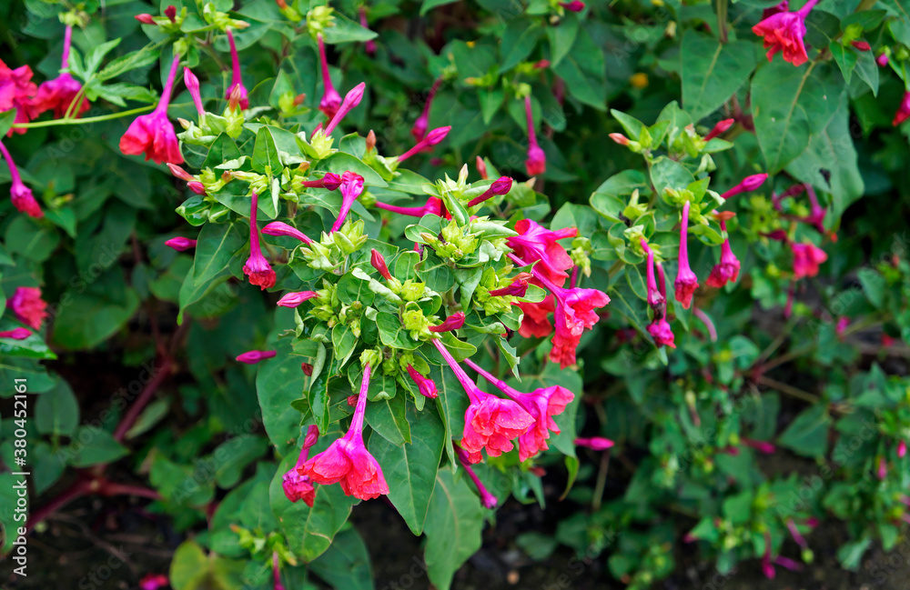 Marvel of Peru, Four o'clock flowers (Mirabilis jalapa) Marvel of Peru, Four o'clock flowers (Mirabilis jalapa)