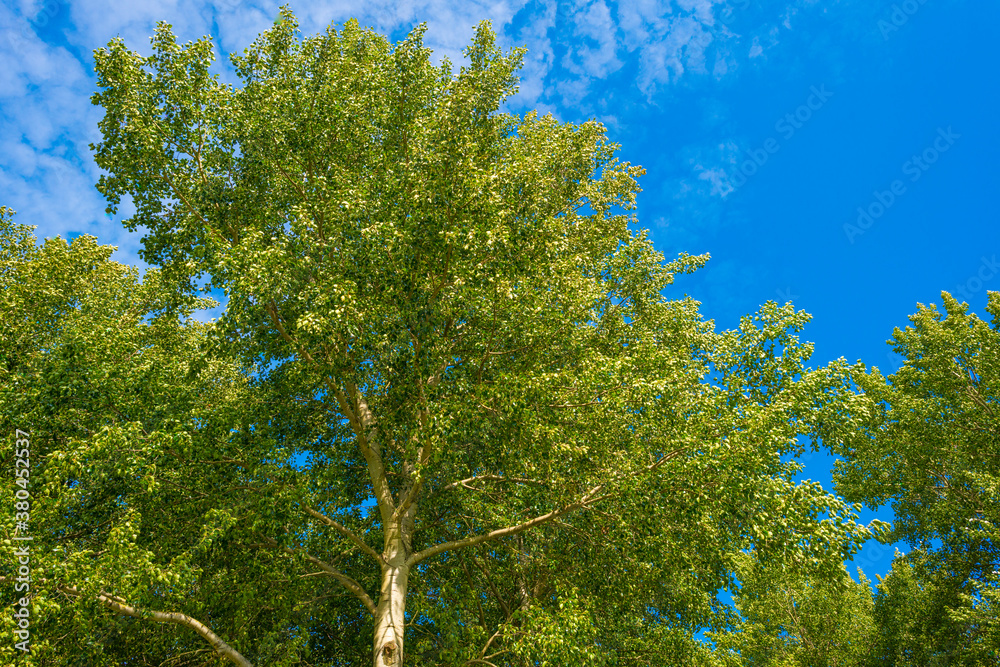 Fields and trees in a green grassy landscape under a blue sky in sunlight at fall, Almere, Flevoland, Netherlands, September 24, 2020 Fields and trees in a green grassy landscape under a blue sky in sunlight at fall, Almere, Flevoland, Netherlands, September 24, 2020