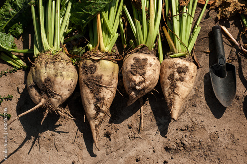 sugar beet roots extracted from the ground ,from above, flat view
