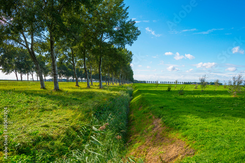 Fields and trees in a green grassy landscape under a blue sky in sunlight at fall, Almere, Flevoland, Netherlands, September 24, 2020