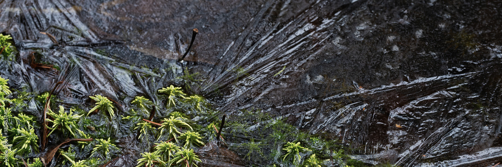 Fototapeta premium Moss and ice close-up. Natural background with green moss and frozen water during frosts. Cold weather in the forest. Wide panoramic texture with patterns on the ice surface. Northern nature.
