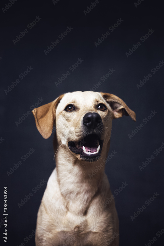 Portrait of a beautiful dog Portrait of a beautiful dog