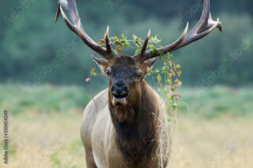Roosevelt bull Elk with grass on his antlers preparing to engage in antler wrestling