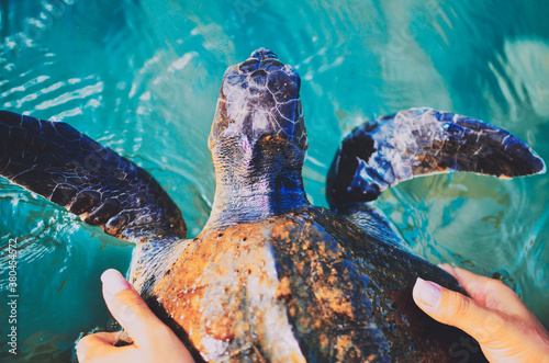 Fotografie Releasing a healed sea turtle back into the sea