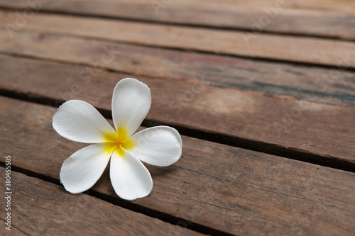 White Champa flower on wood backgrounds