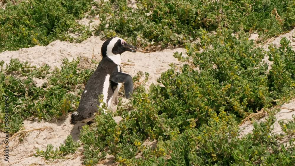 Pinguine am Boulders Beach in Kapstadt, Südafrika