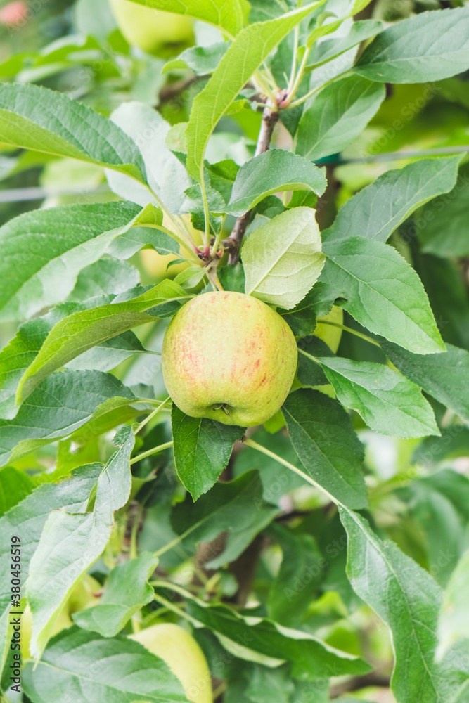 Apple Growing on Plant, Farm in North Italy Apple Growing on Plant, Farm in North Italy