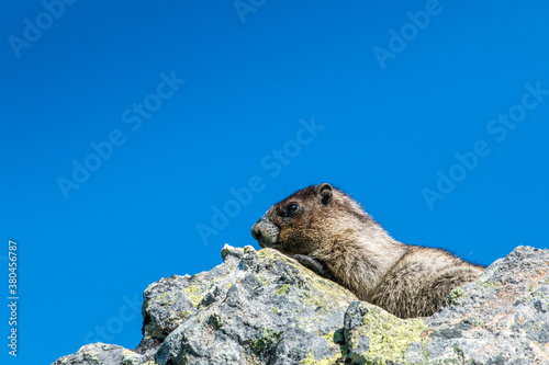 Marmota - Marmot photo