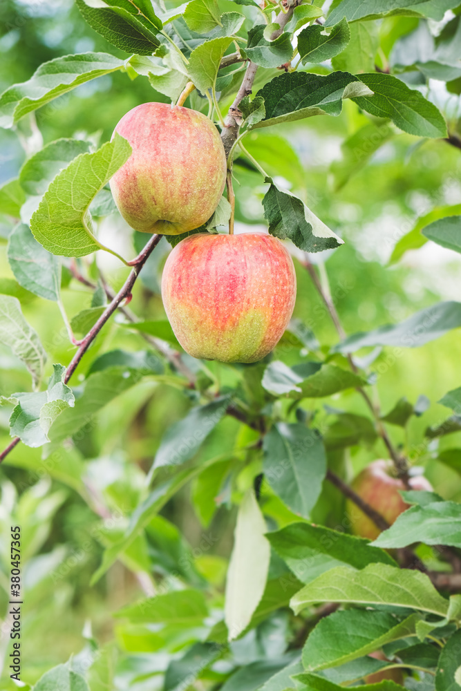 Apple Growing on Plant, Farm in North Italy Apple Growing on Plant, Farm in North Italy