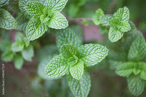 close up / macro of home grown, organic mint photo