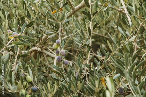 Olive Tree, aldea Nazareth - Israel

