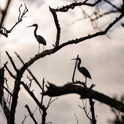 Two Heron Perched on Tree Limbs