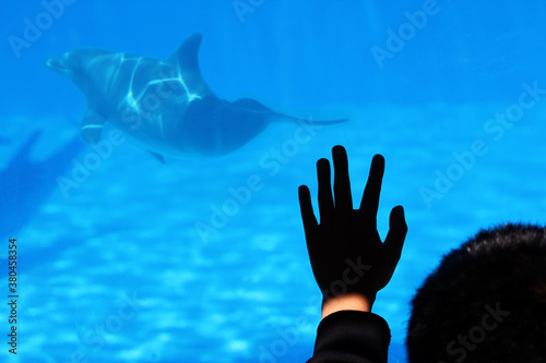 Child's hand on the Dolphin Tank at Aquarium photo