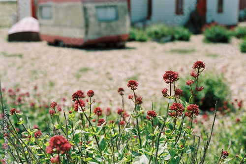 Wild red valerian flowers and in the background a vintage caravan. photo