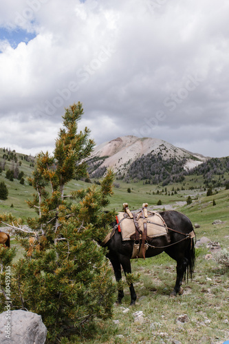 Horse tied to tree hiding from camera photo
