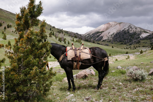 Hiding horse with pack tied to tree photo