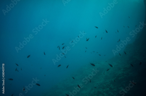 Flock Of Fish Swimming photo