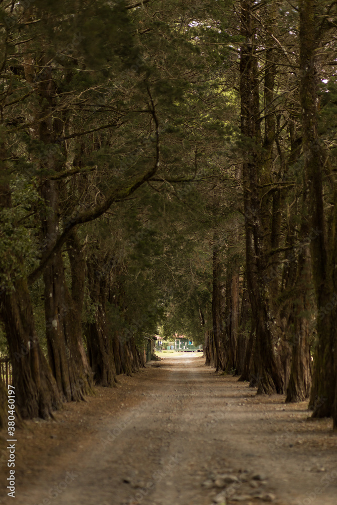 Tree lined road in the mountains of Panama Tree lined road in the mountains of Panama