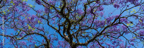 Inicio da primavera no parque do Ibirapuera em São Paulo Brasil - Inicio da Primavera 2020