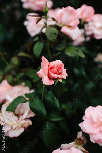 pink roses in a garden photo