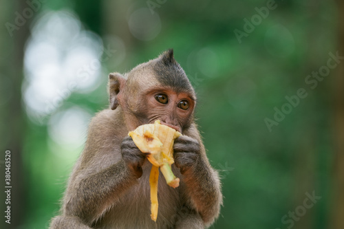 Cute baby Monkey eating Banana photo