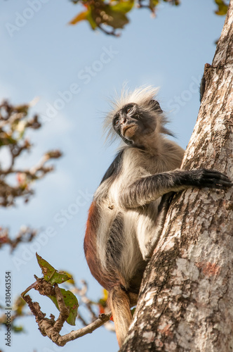 Red Colobus Monkey in a tree in Zanzibar.