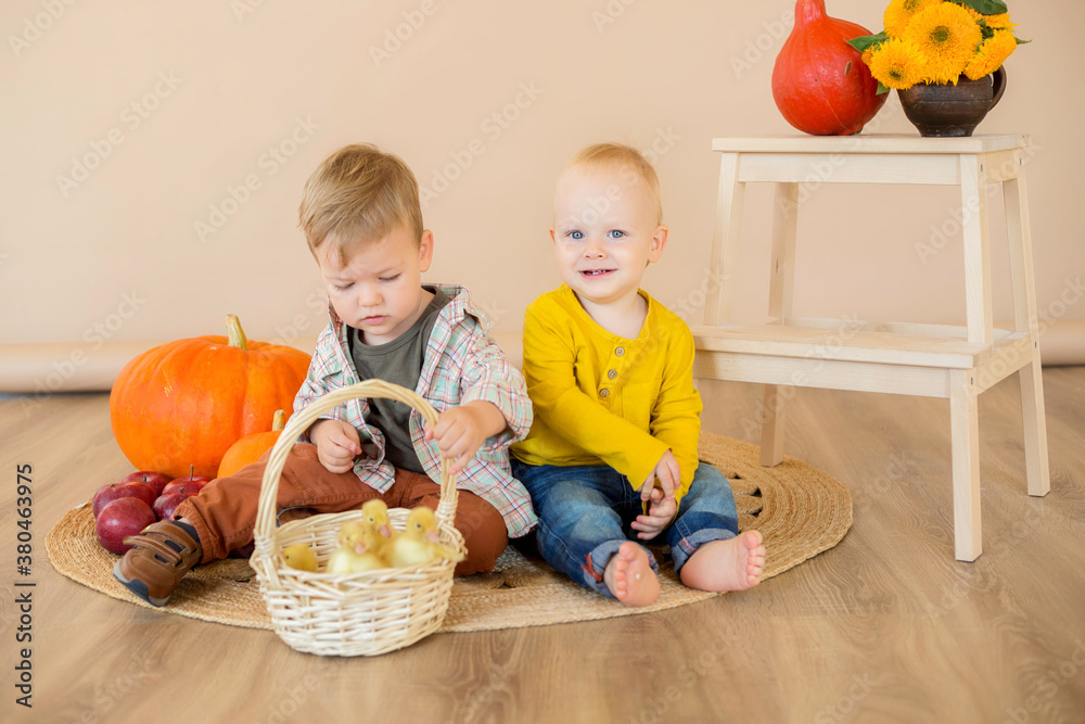 Fototapeta premium .Kids sit among pumpkins with a basket of ducklings.