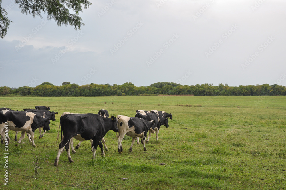 herd of cows to the horizon herd of cows to the horizon