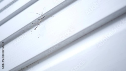 A Walking Stick Insect Walks Along The Siding Of A Home - V2 photo