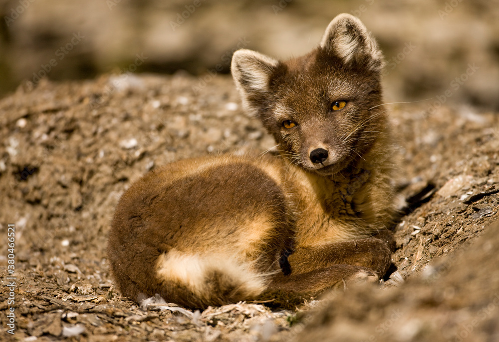 Naklejka premium Arctic Fox, Svalbard, Norway
