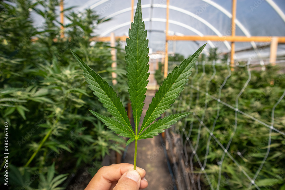 Marijuana Leaf in the Hand in a Cannabis Greenhouse