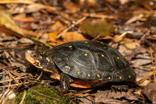 Spotted turtle - Clemmys guttata