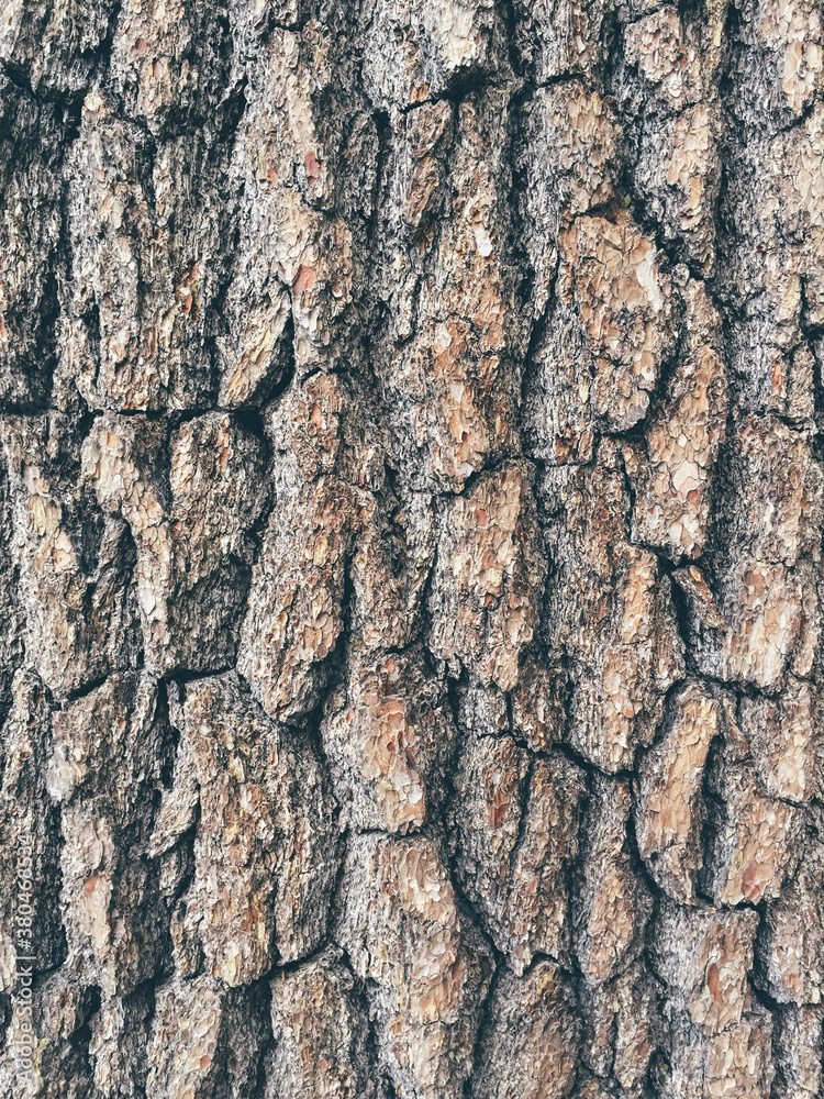 Close up of bark from old growth pine tree Close up of bark from old growth pine tree