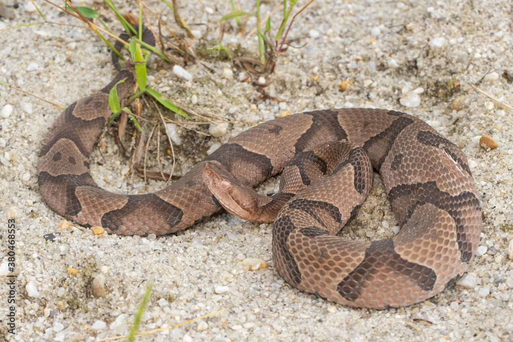 Eastern copperhead - Agkistrodon contortrix Eastern copperhead - Agkistrodon contortrix