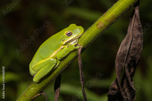 Green treefrog in Virginia, USA - Hyla cinerea