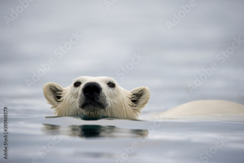 Swimming Polar Bear, Svalbard, Norway