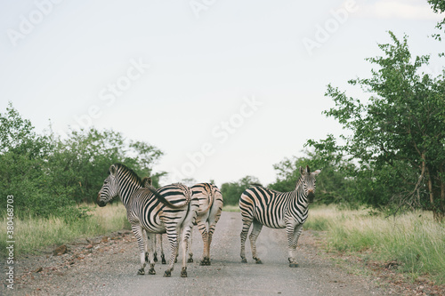 Zebra Crossing photo