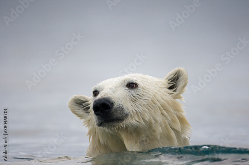 Swimming Polar Bear, Svalbard, Norway