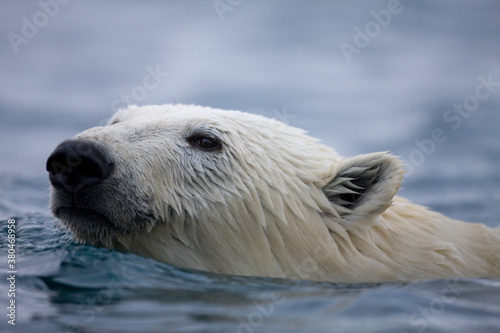 Swimming Polar Bear, Svalbard, Norway