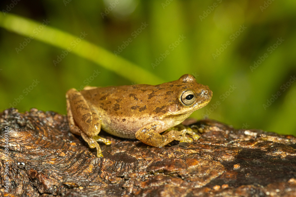 Brown squirrel tree frog - Hyla squirella Brown squirrel tree frog - Hyla squirella