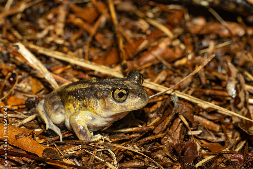 Fototapeta premium Eastern spadefoot - Scaphiopus holbrookii