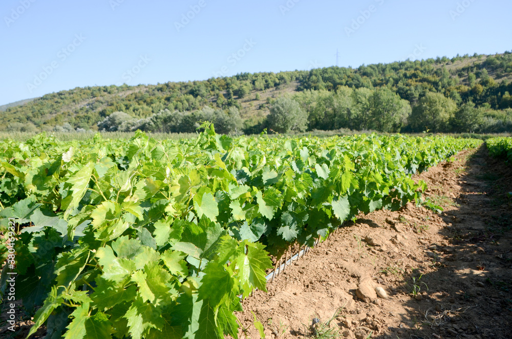 Close up of young vines in vineyard. Grape seedlings at sunset. Vine nursery and winery. Young grape shoots available for sale. Plantation. Cultivation of vines on field. 