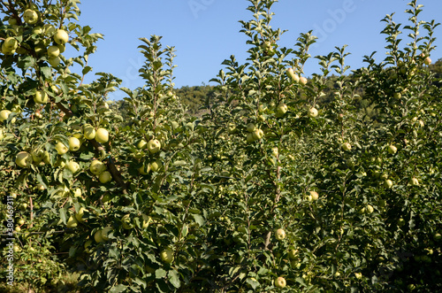 Apples growing on a tree in orchard. Green apples on a branch on a beautiful summer day. Ripe natural apples on a branch.  Producing fresh and organic fruits. Fresh and delicious apple. 