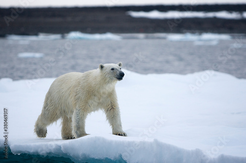 Polar Bear on Iceberg, Svalbard, Norway